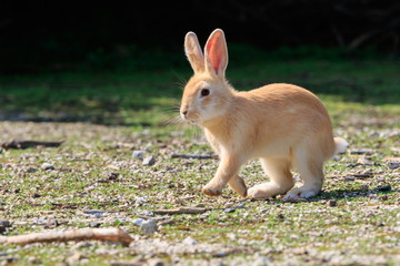 野生のウサギ -うさぎの楽園 大久野島-