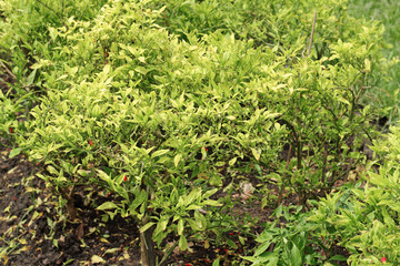 chili peppers on tree at an organic chili farm