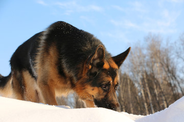 German shepherd dog on snow in winter day