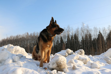 German shepherd dog on snow in winter day