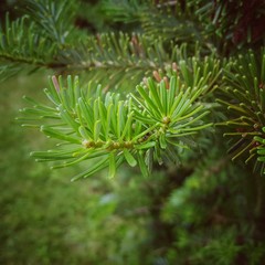 evergreen pine tree 