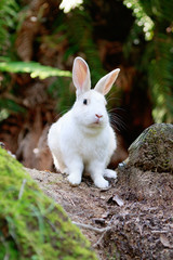 野生のウサギ -うさぎの楽園 大久野島-