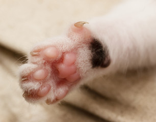 kitty paw