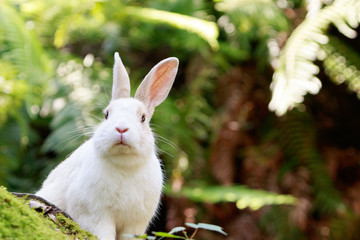 野生のウサギ -うさぎの楽園 大久野島-