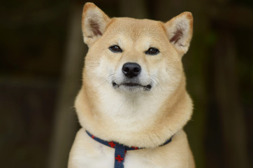 柴犬 