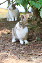 Fototapeta premium 野生のウサギ -うさぎの楽園 大久野島-