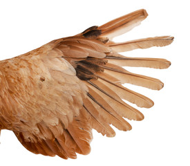 ailes de poulet avec des plumes sur fond blanc