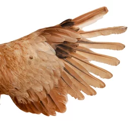 Papier Peint photo Poulet ailes de poulet avec des plumes sur fond blanc