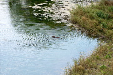 beavers in the river