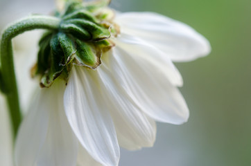 White chrysanthemum macro