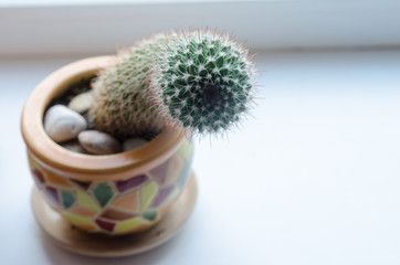 Close-up photo of cactus