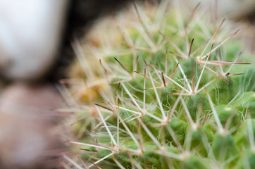Close-up photo of cactus