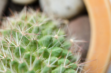 Close-up photo of cactus