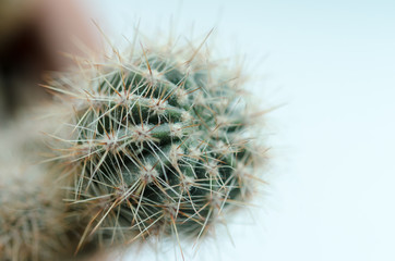 Close-up photo of cactus