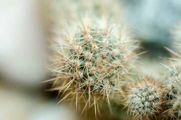 Close-up photo of cactus