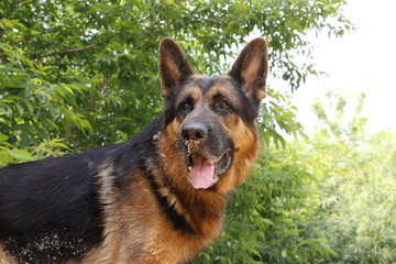 Dog German shepherd on a summer day in wood chips
