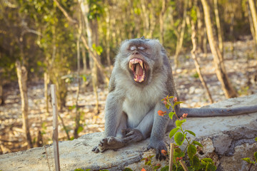 Naklejka na ściany i meble yawning monkey near Uluwatu Temple, Bali, Indonesia