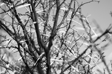 Black and White Acacia Thorns