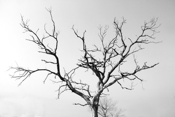 Dry lifeless tree with sky in the background