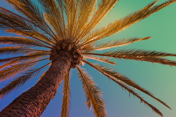 Fond de plage tropicale avec palmier