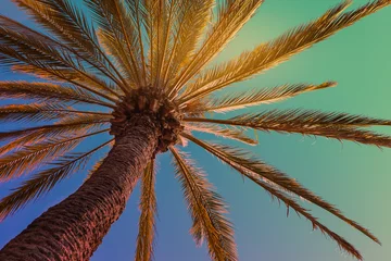 Cercles muraux Palmier Fond de plage tropicale avec palmier