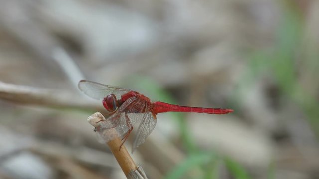 a reddish dragonfly is resting on the wood tip