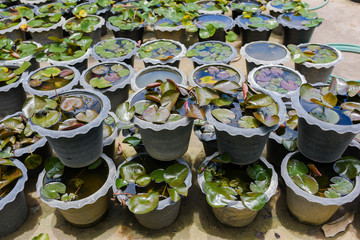 Beautiful waterlily or lotus flower on the farm ,Thailand.