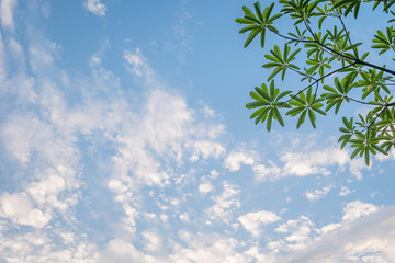 Green leaves against the sky