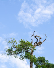 Tree and Blue sky,in clear sky day