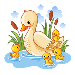 Vector illustration of a duck and ducklings. Mother duck swims in the lake with small ducklings around grass. Farm bird duck in cartoon style.