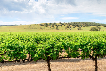 Fototapeta na wymiar Grape vines in Barossa