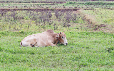 cow to weak in farm