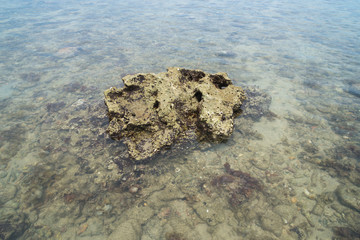 Coral stone in water on sea sand