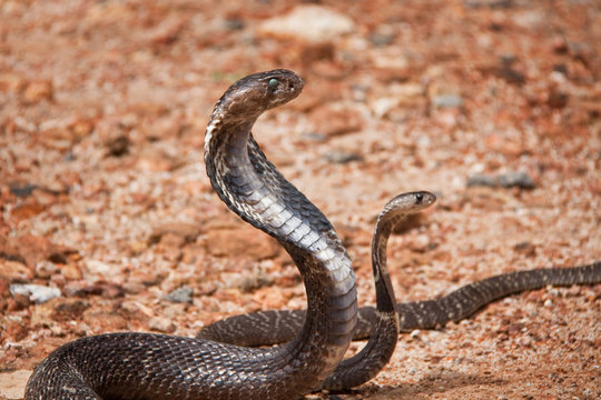 Kobra in Sri Lanka