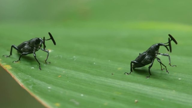 two exotic snout beetle are standing on the tree leaf in tropical rain forest