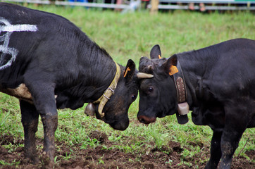 vaches de race hérens - combat de vaches