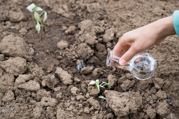 Hand with a test tube and plant. Fertilizer in laboratory glassware.