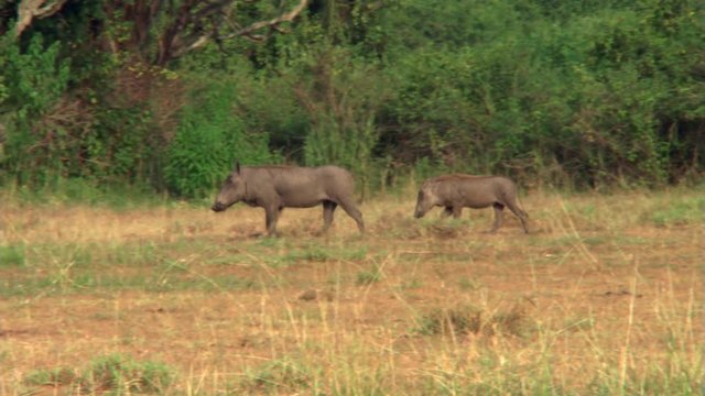 Two warthogs walking across clearing in African bush