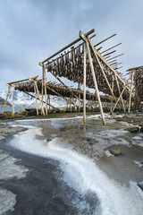 Stockfish  (cod) hang on drying rack in Norwegian fishery