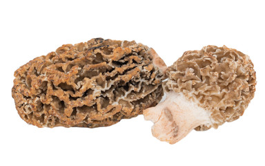 morel mushroom macro
