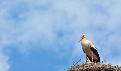 weißstorch