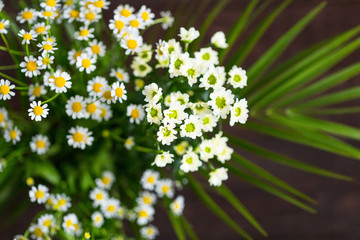 Beautiful Chamomile Flowers Bouquet on a Dark Brown Wooden Background, Top View, Close-up