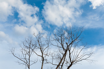 Fototapeta na wymiar Leafless branches on sky