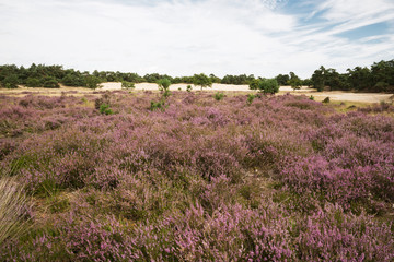 Fototapeta na wymiar Flowering heathlands
