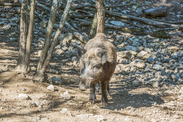 Wild boar coming towards the camera. Selective focus on the animal.