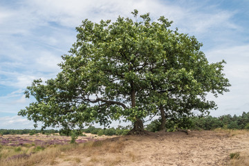 Fototapeta premium Lonely pair of trees on the moorland