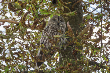 Great Grey Owl hiding in a tree. Selective focus on the animal.