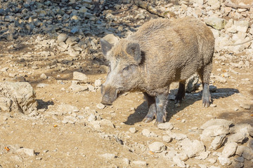 Wild boar warming up in the sun. Selective focus on the animal.