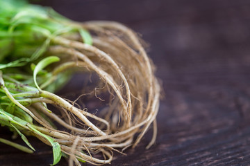 Fresh Green Parsley Roots on Dark Brown Wooden Background, Close-up