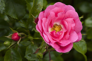 Rose, Strauchrose, (Rosa)